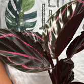 Calathea Rosopicta, with 5.5 inches white decor pot